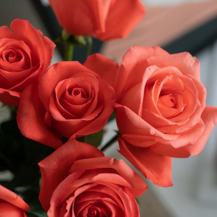 玫瑰花苗老桩特大花花卉绿植物盆栽月季蔷薇室内外阳台四季 1影星老桩