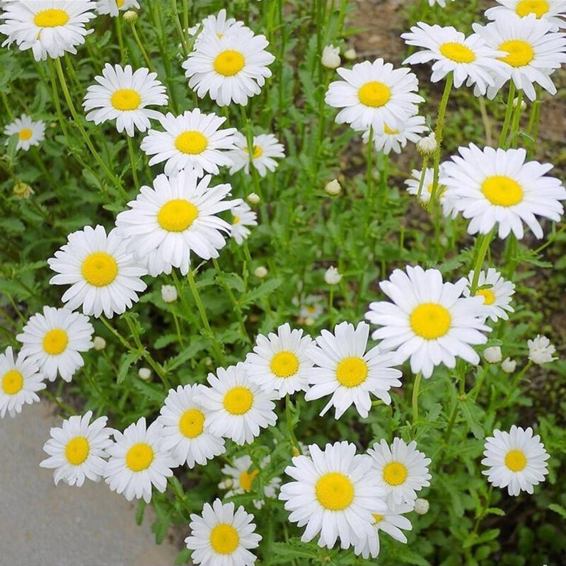 春草碧果香春白菊种子菊花种子花草种子四季易播景观花海宿根花卉种子