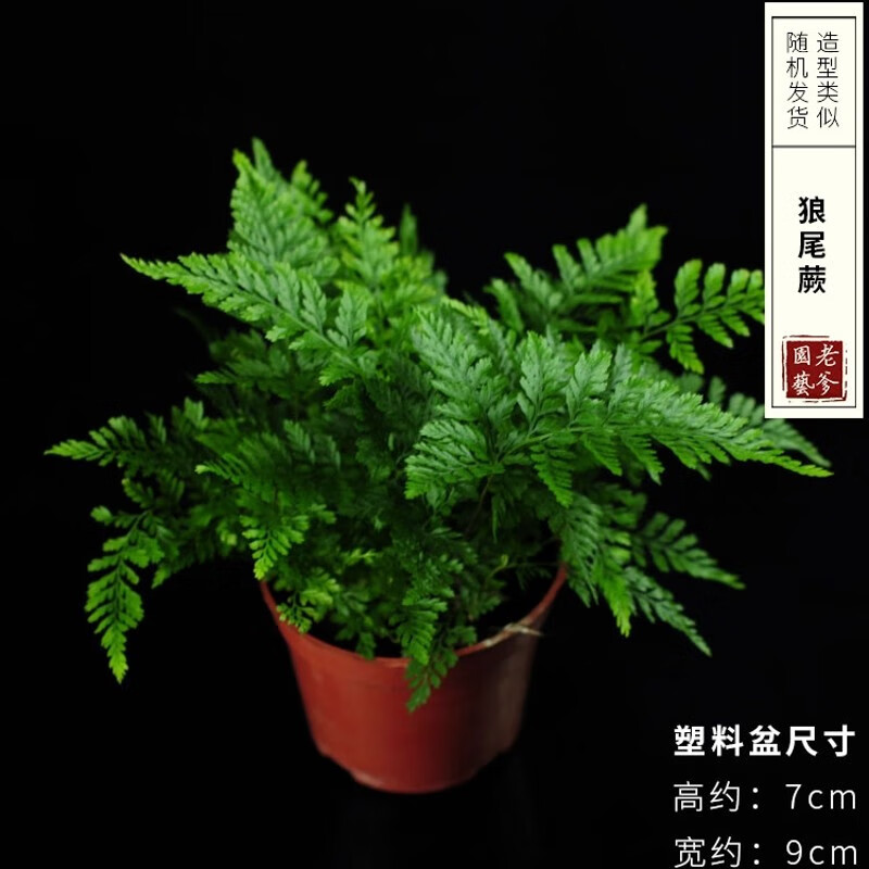 孙凯蕨类植物网纹草水陆缸DIY微景观盆栽造景室内水培小苗铁线蕨绿植 狼尾蕨 含盆