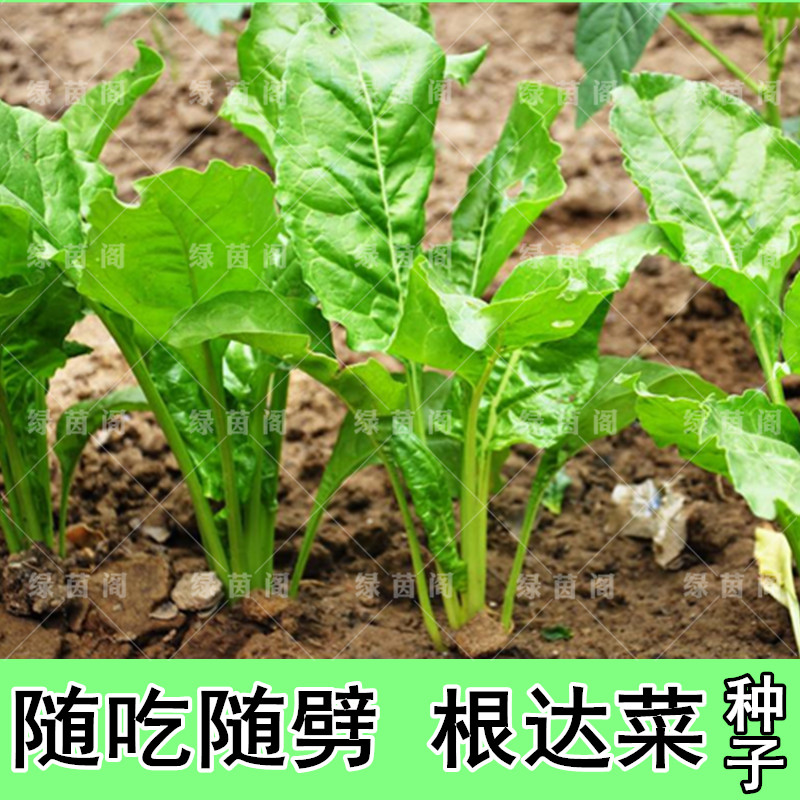 春枝韵根达菜种子牛皮菜厚皮菜莙荙菜多次采收特色蔬菜种孑农家菜籽