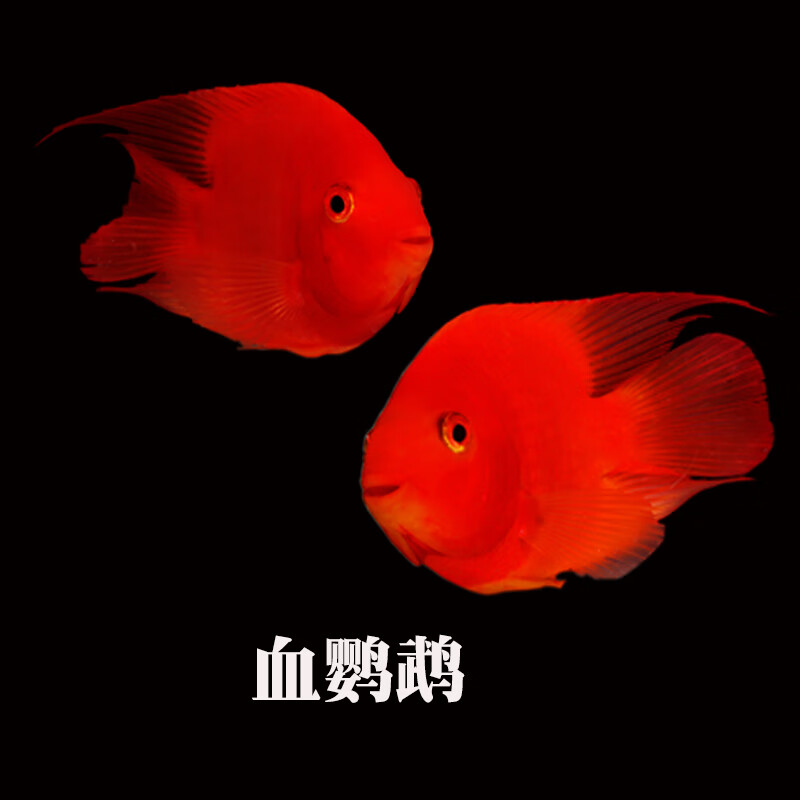 ajaj活体淡水中大型热带观赏鱼发财元宝鹦鹉鱼财神血鹦鹉地图龙鱼 8