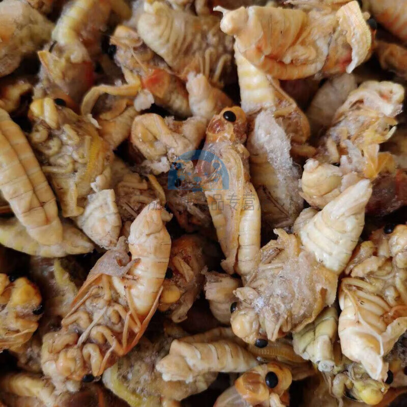 芬氏2022新鲜嫩脱壳白蝉竹蝉速冻金蝉知了猴爬叉嫩白蝉蝉蛹 10只白蝉