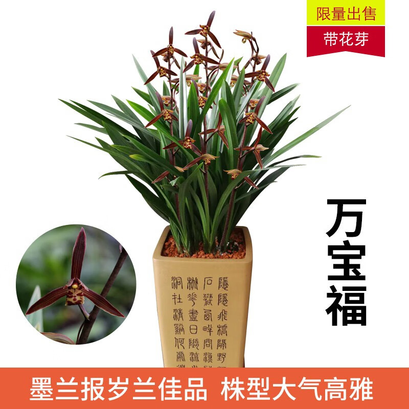 花园植物低价历史查询|花园植物价格走势图