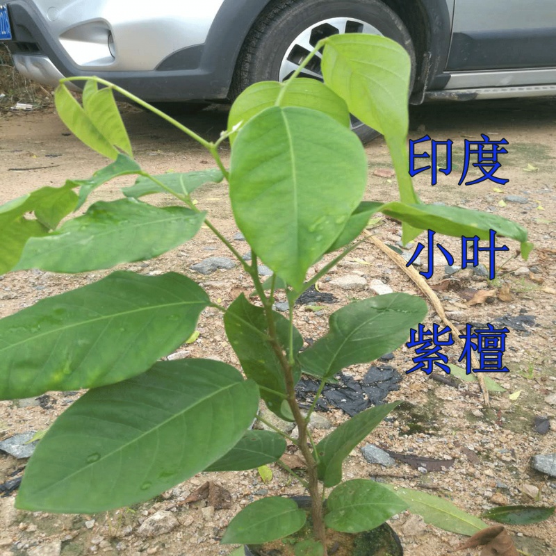 黛萝莉名贵树苗正宗檀香紫檀苗树苗大小叶紫檀苗 紫檀树苗印度紫檀