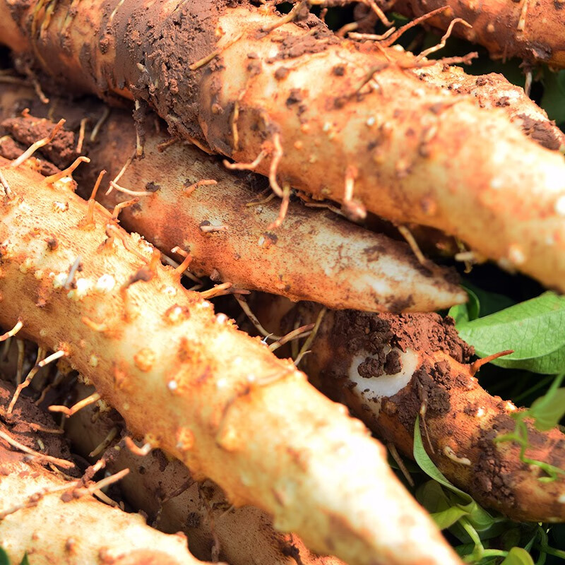 怀府人家 河南焦作温县铁棍淮山药垆土铁杆怀山药新鲜蔬菜甄选5斤 土