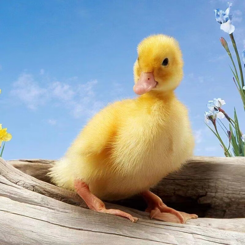 荣郁柯尔鸭活物小鸭子活宠物网红小黄鸭可达鸭活的小鸭子宠物幼崽活苗