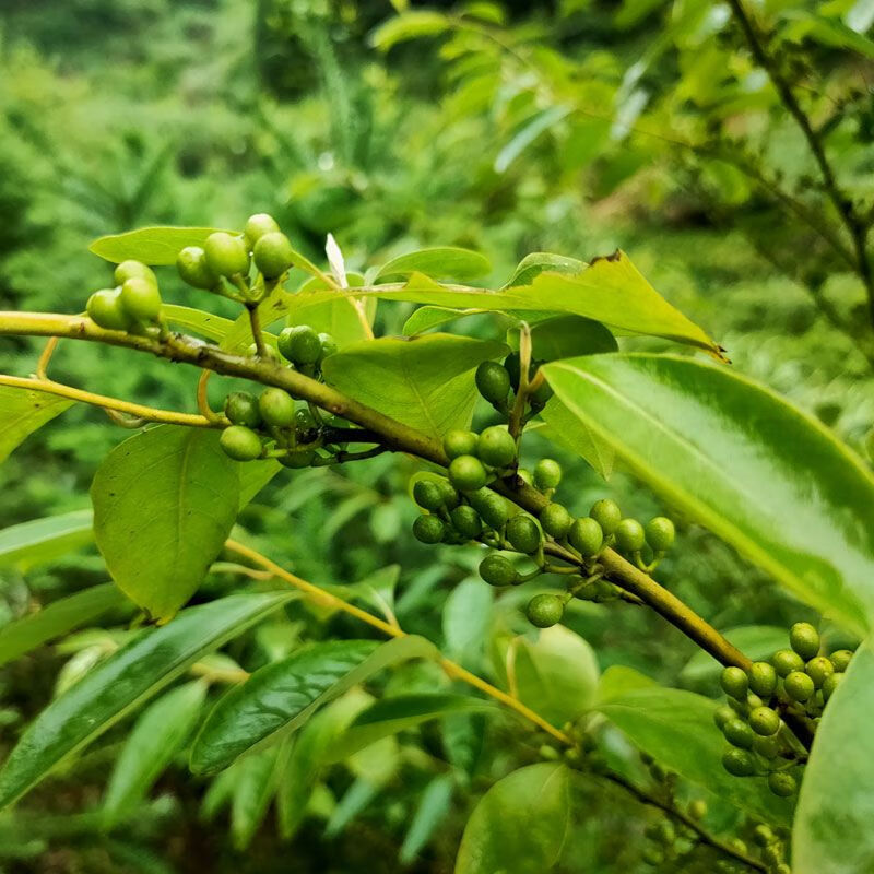 红允木姜子新鲜山胡椒新鲜现摘1斤木姜子木椒子湖南特产先摘现发 350克(季节性农产品 新鲜山胡椒(先嫩后老)