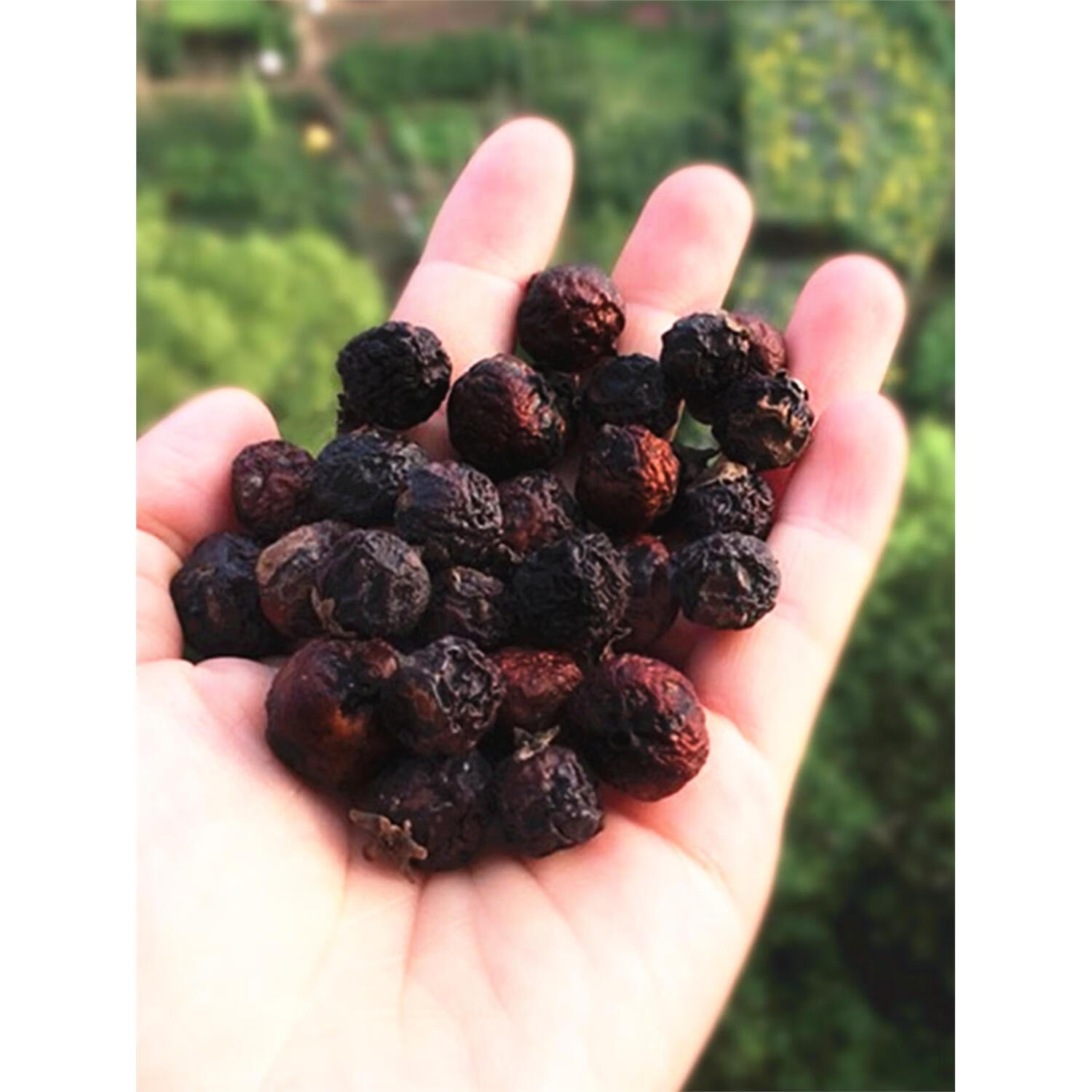 仁心食匠正宗野生枇杷干湖南衡阳土特产零食原味无添加琵琶毛枣子特级