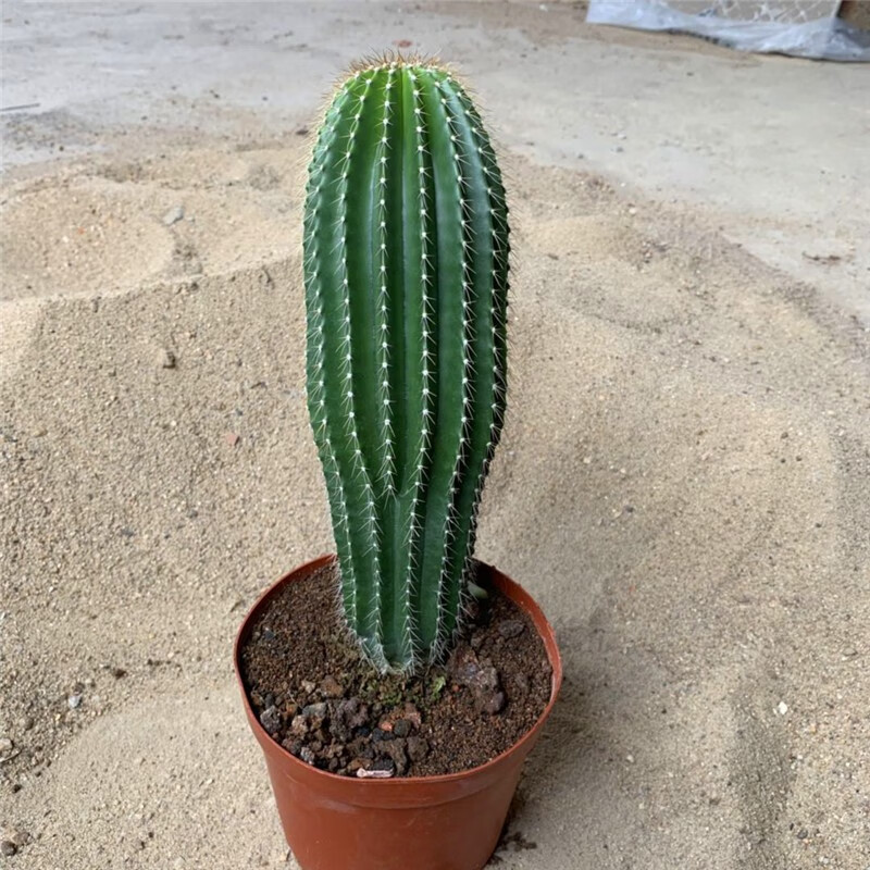 孙凯仙人柱盆栽量天尺仙人掌类植物巨大凤龙超大型室内客厅绿植 大凤