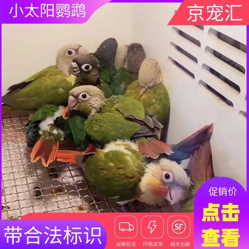 雏鸟活体手养鸟宠物幼鸟活体鹦鹉幼鸟玄凤雏鸟手玩太阳鸟说话鸟活体 小太阳半毛1只（带合法标识）怎么看?