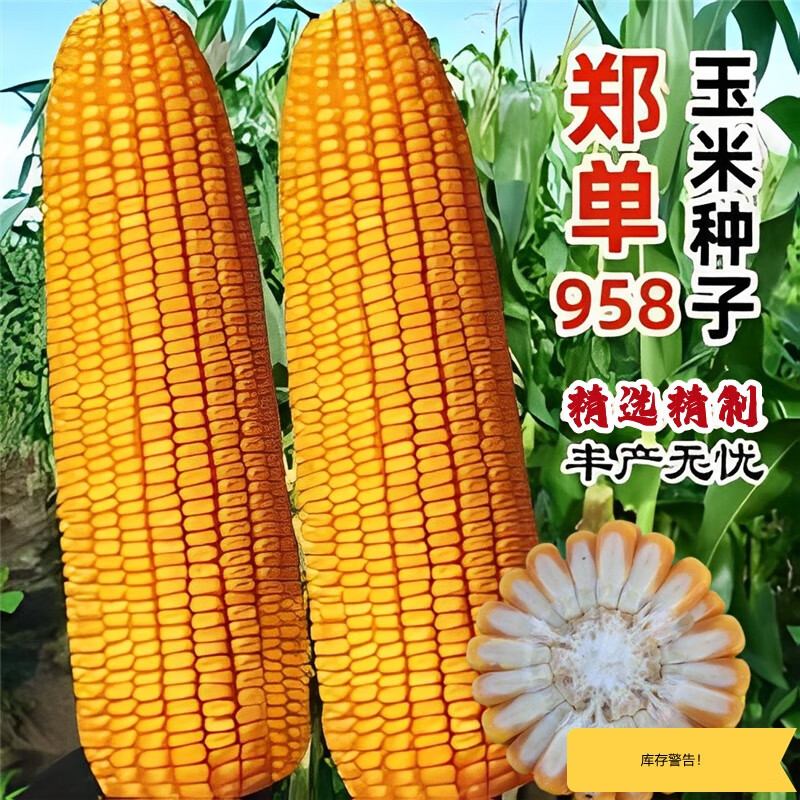 郑单958玉米品种介绍图片