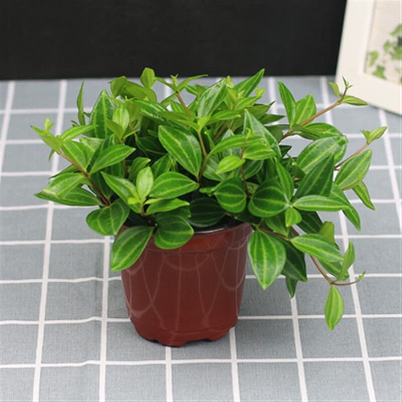 舞姿钻石翡翠吊兰盆栽花卉植物室内垂吊绿植净化空气吸除甲醛四季常青