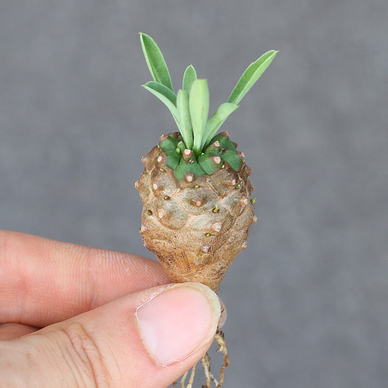 植物员外 铁甲麒麟群生一物一拍  峨眉山大戟科块根多肉植物盆栽 峨眉
