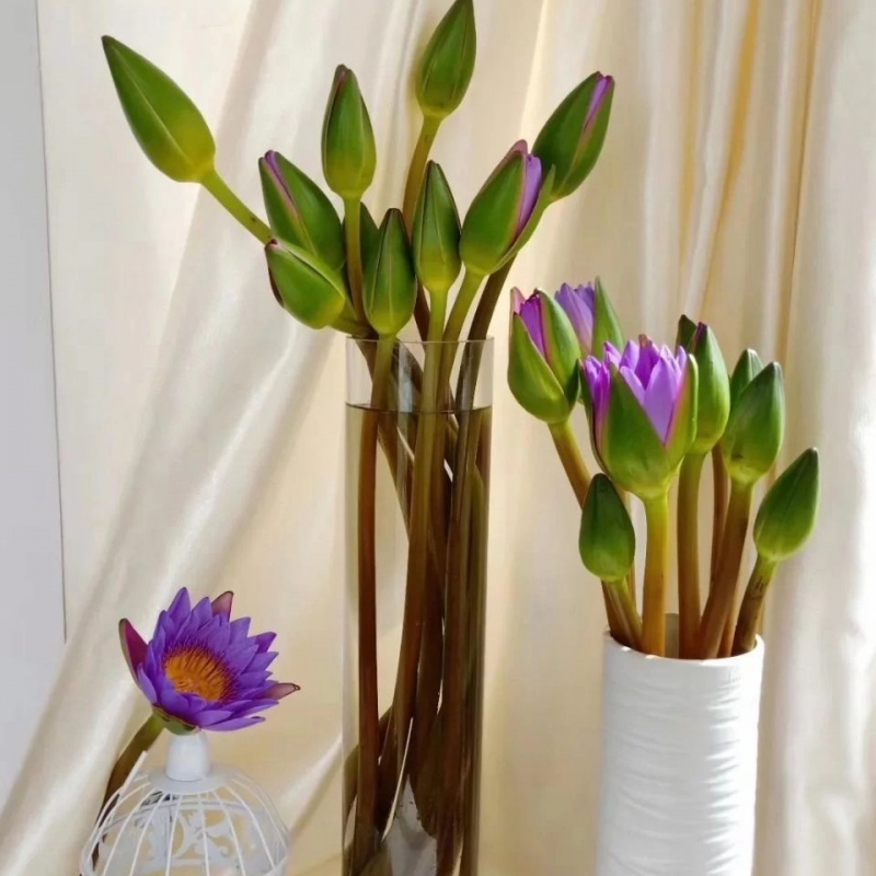 睡莲花苞鲜花批发办公室家用供佛插花水养切花养植观音莲水培花 粉剑5