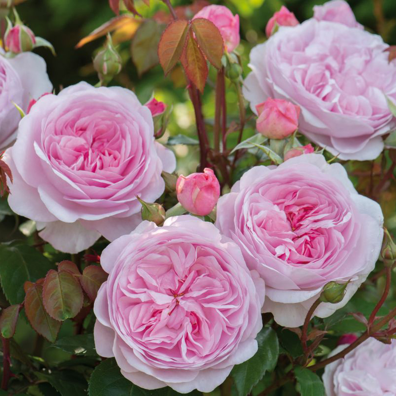 花树苗爬藤大花苗花卉月季欧月蔷薇花苗爬藤开花不断阳台盆栽 我的心