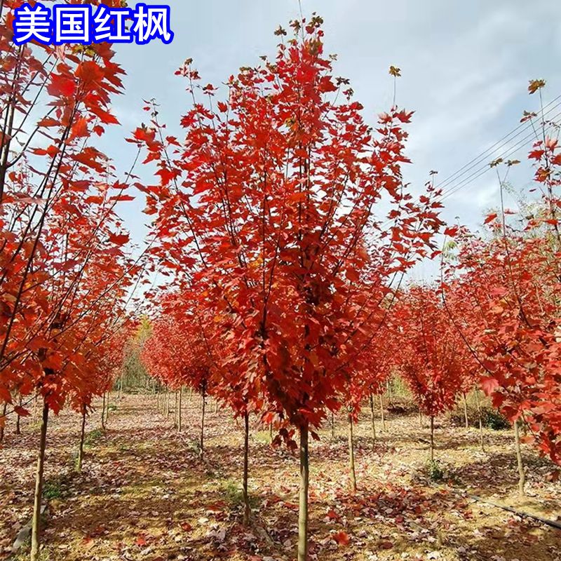 踏寻居岸果园美国红枫树苗秋火焰红枫树苗红枫小苗四季庭院工程绿化