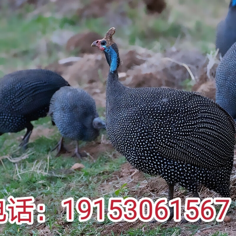 纯种半大珍珠鸡苗活珍珠鸡