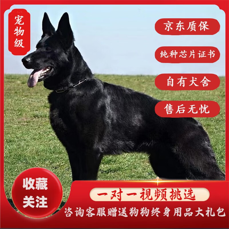 咯咪东德牧羊犬幼犬宠物狗活体纯黑狼狗德牧狗子黑狼犬血统赛级东德犬