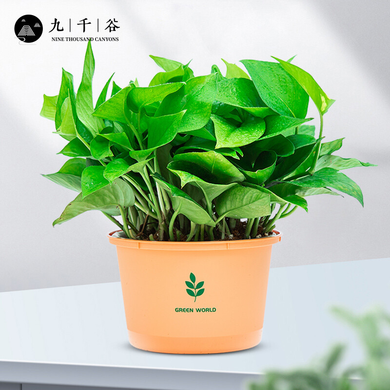 九千谷 大盆绿萝盆栽 陶色绿叶盆1盆 绿萝绿植盆栽鲜活室内办公室土培