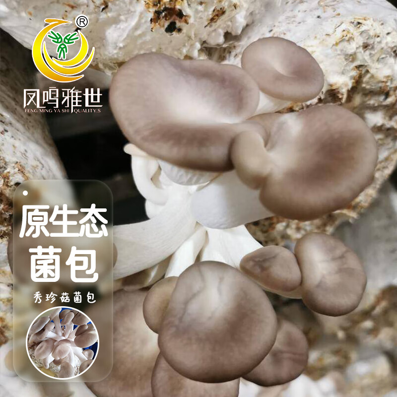 凤鸣雅世食用菌棒菌包菌多肉植物阳台养殖蘑菇菌种家庭菌棒秀珍菇2个