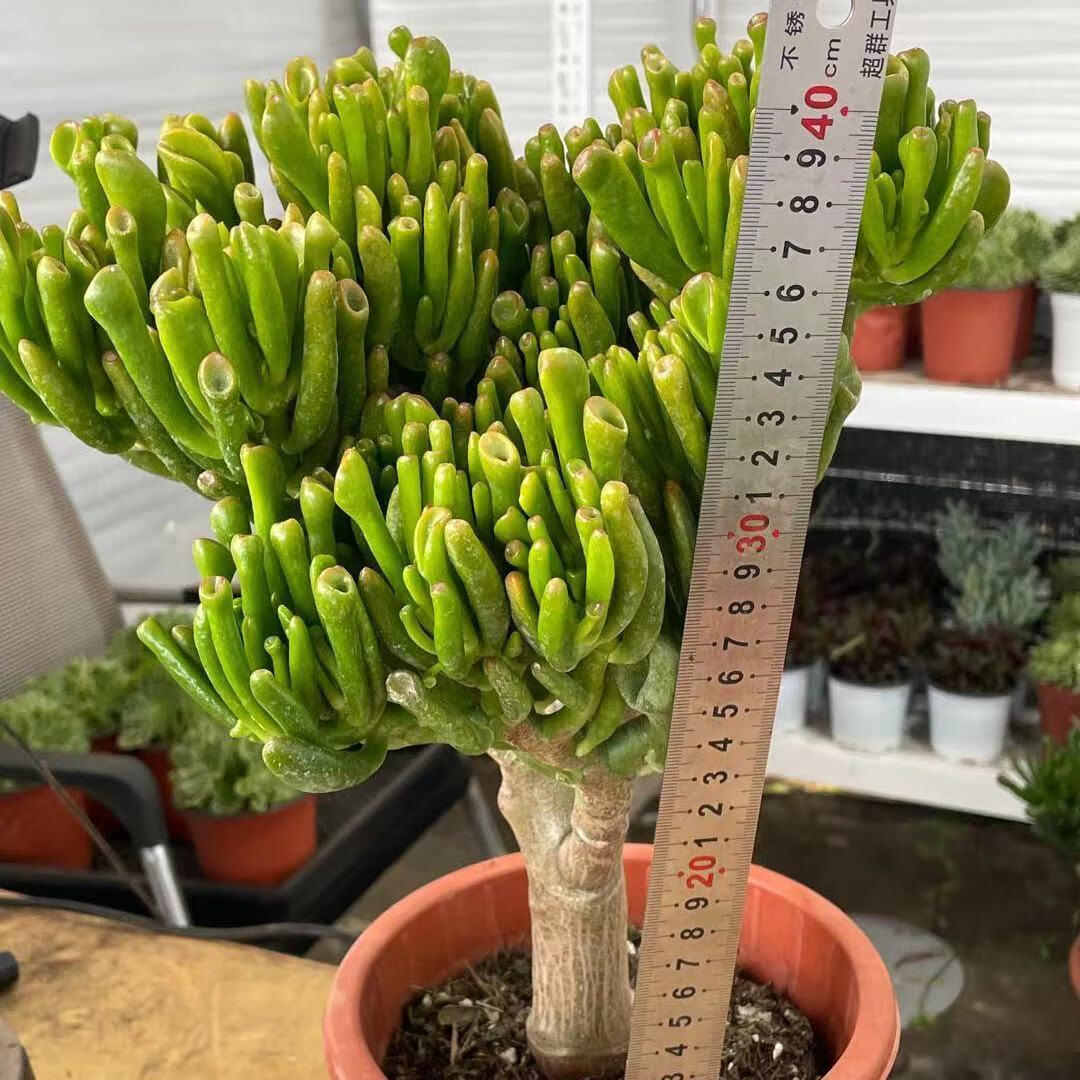 云南昆明基地直发 吸财树 招财猫 老桩多肉 招财 多肉脱土发货麦桑荷