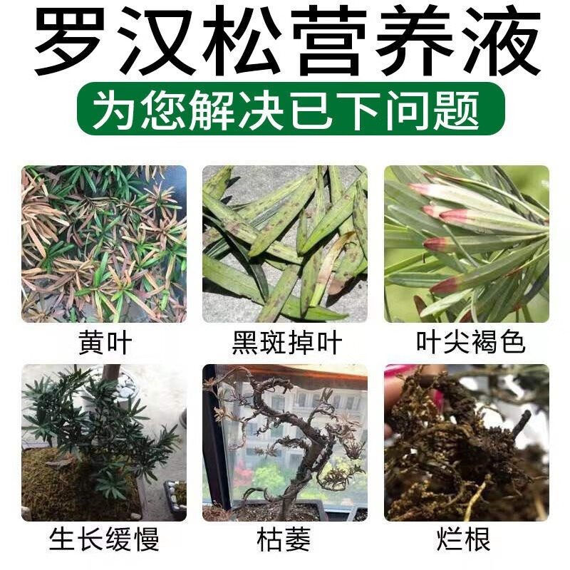 罗汉松专用肥喜酸植物叶面喷施营养液防黄落枯叶烂黑根腐 3瓶