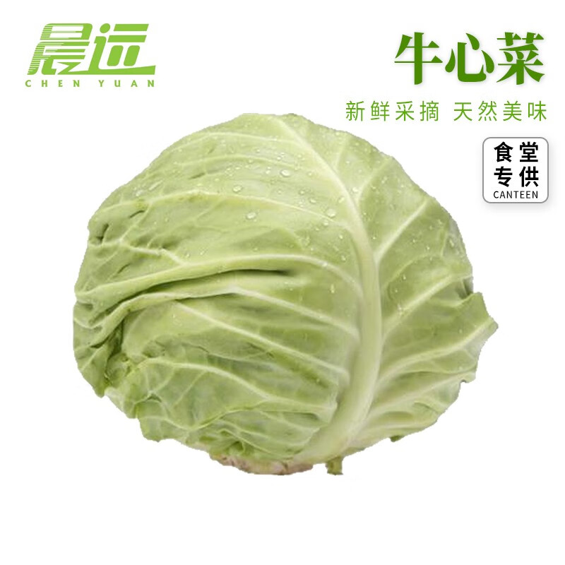 晨远 橄榄牛心菜新鲜现摘牛心白菜绿甘蓝 蔬菜 配送 农产品 每斤价格