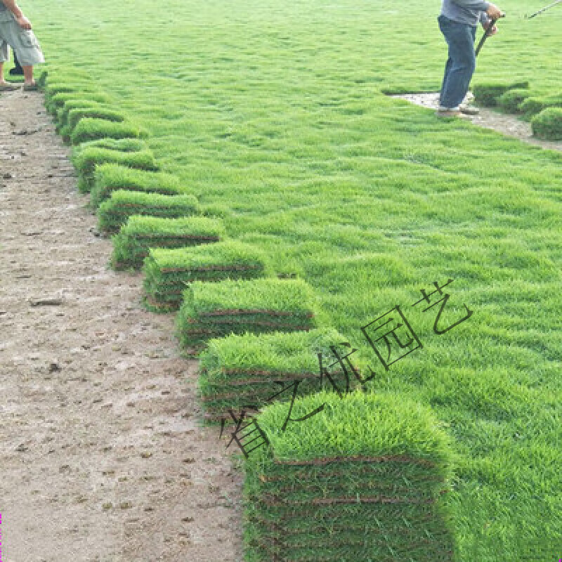 草皮马尼拉四季青果岭草剪股颖别墅园林绿化护坡草坪 精品矮生马尼拉