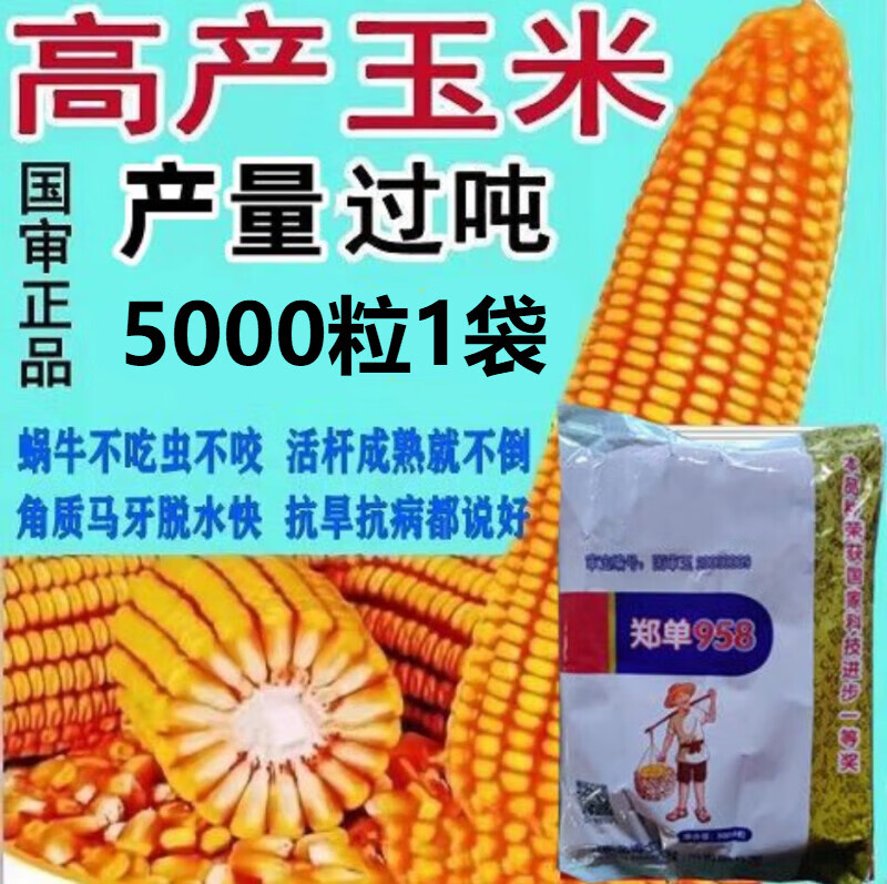 郑单958国审高产玉米种子批发大全大棒白轴抗倒抗旱矮杆苞谷粮饲高性价比高么？