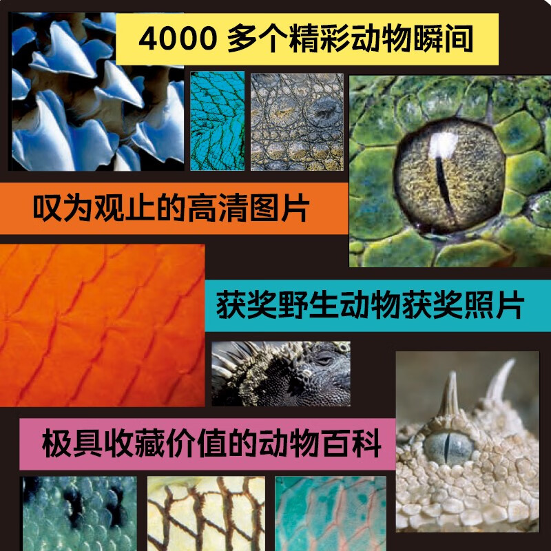 DK动物大百科 小学书单寒假书单暑假书单科普启蒙自主阅读课外读物科普百科 6-14岁小猛犸童书暑假阅读暑假课外书课外暑假自主阅读暑期假期读物详情图
