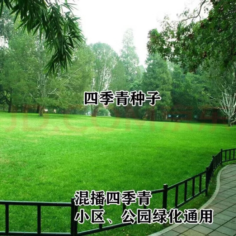 草籽庭院免修剪护坡草籽耐热耐寒草坪种子 混播四季青/斤(大面积播种)