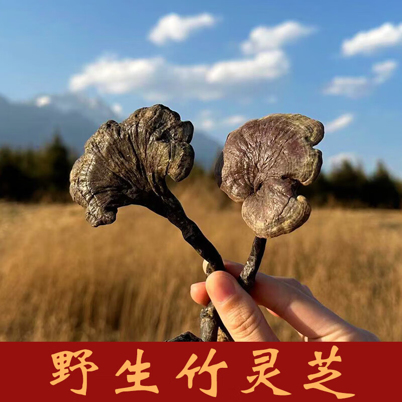 木阿汤 野生竹灵芝 云南特产泡酒料药材术后中老年天然整枝纯正林芝