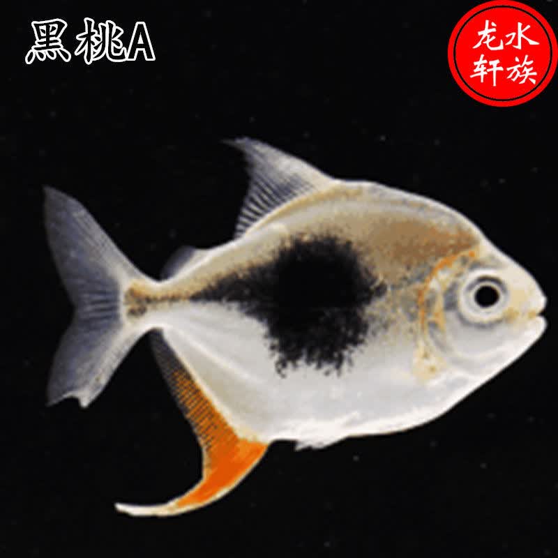 荣郁粗线银板鱼活体黑桃a银板鱼苗虎纹银板鱼金龙鱼活体混养龙鱼配鱼