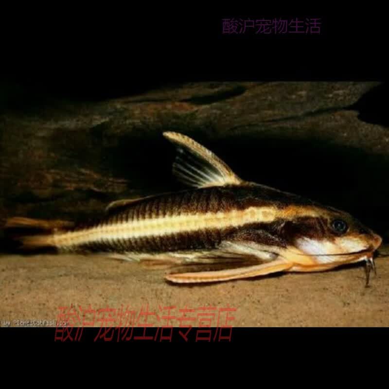笑猫鱼哭猫鱼底层鱼吃残食清缸热带观赏鱼底栖小鲶鱼 2条2-2.