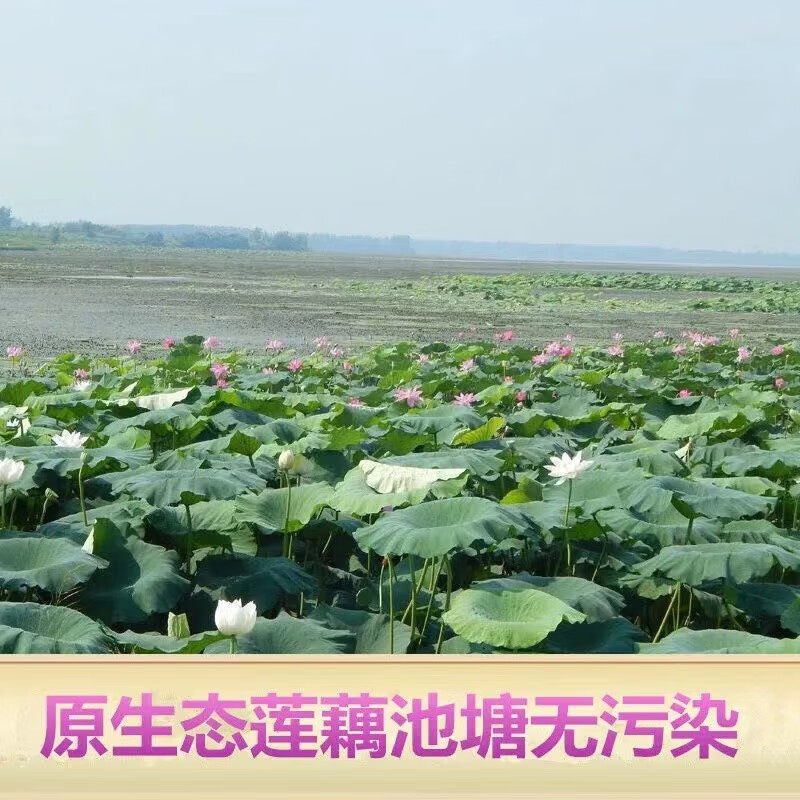 湖北洪湖粉藕新鲜煲汤藕青泥巴藕面藕炖汤粉糯莲藕 3斤普通