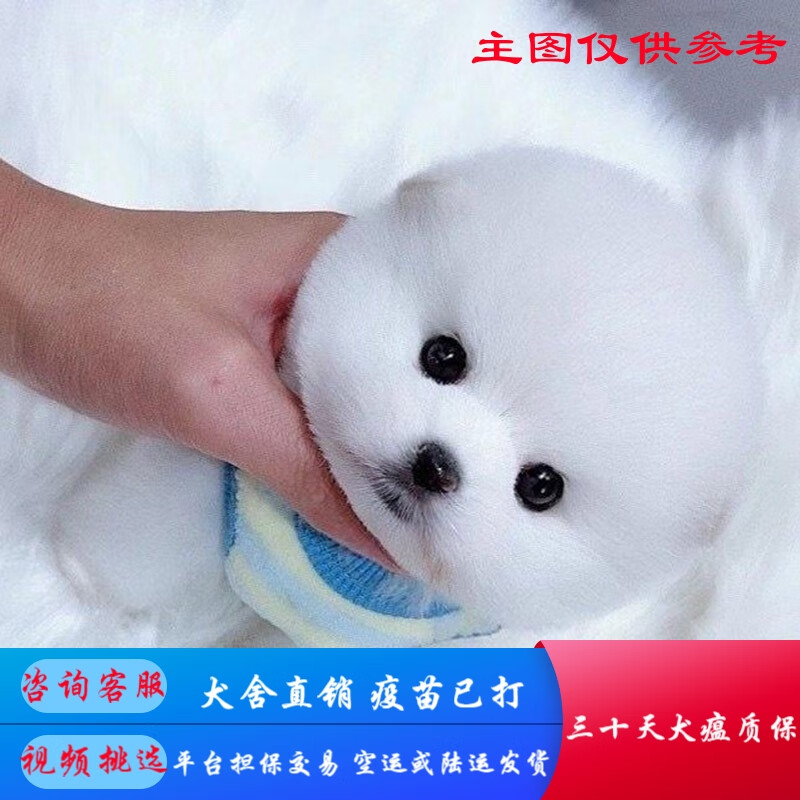 福貝純享純種博美犬幼犬活體幼崽茶杯犬白色小型犬寵物狗狗犬舍直銷保健康 寵物級(jí)B款 公