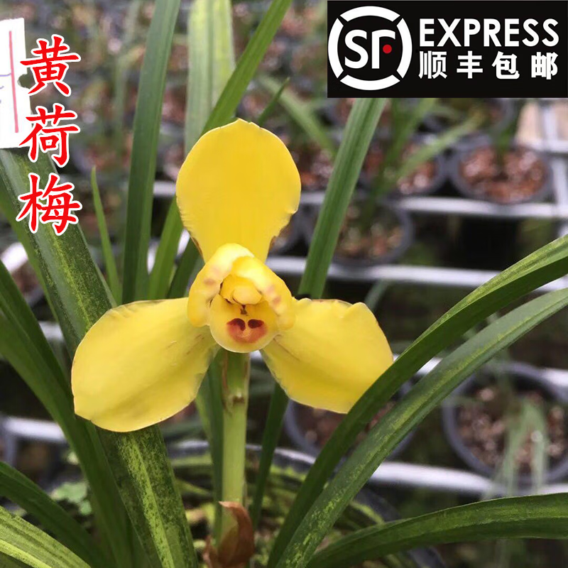 勋狸粑兰花苗黄荷梅春兰书房绿植盆栽客厅花卉四季兰兰花 五苗连体