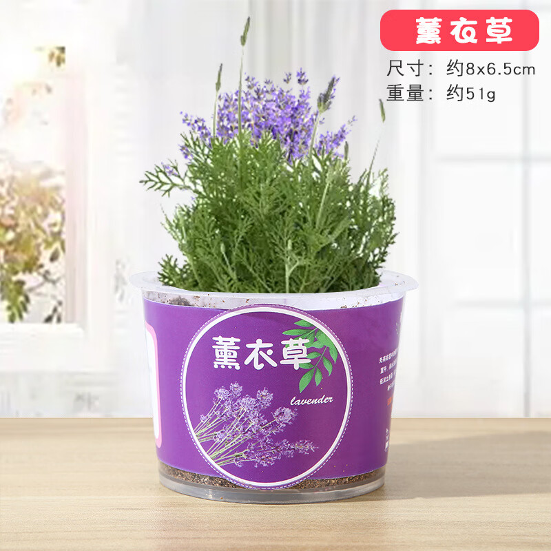 小盆栽种植迷你植物种子阳光房生长观察盒幼儿园实验 薰衣草【1个装】