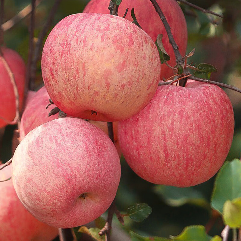 欲静红将军苹果树苗脆甜苹果苗嫁接果树南方北方种植产量高易成活耐寒