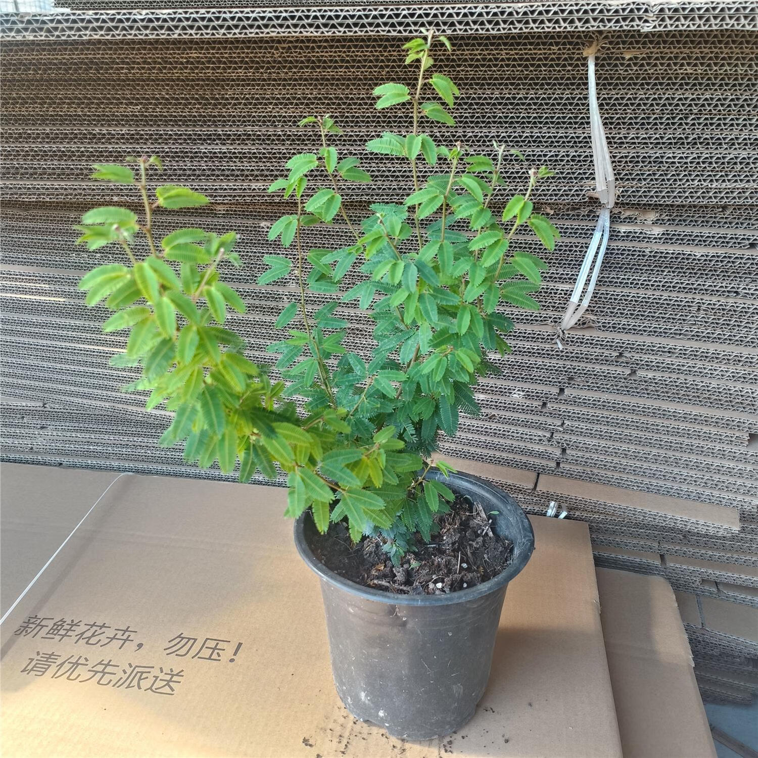 香水合欢花木本花卉多年生庭院花园花镜植物细叶粉扑耐热耐寒树苗