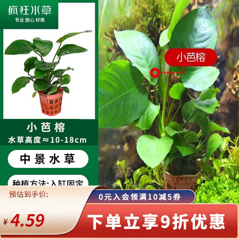 疯狂水草 水草活体鱼缸造景植物莫斯蜈蚣草牛毛水榕绿藻懒人阴性前后景 新手推荐-小芭蓉1颗属于什么档次？