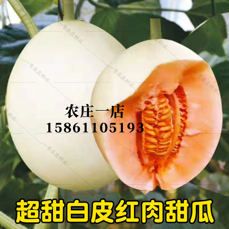 瓜种大全早熟四季香甜瓜种子籽哈密瓜种孑糖18度 甜红玉2号简装20粒