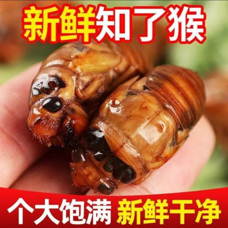 果鲜岛知了猴 生鲜 山东新鲜金蝉 爬叉 知了龟 金蝉 1斤装