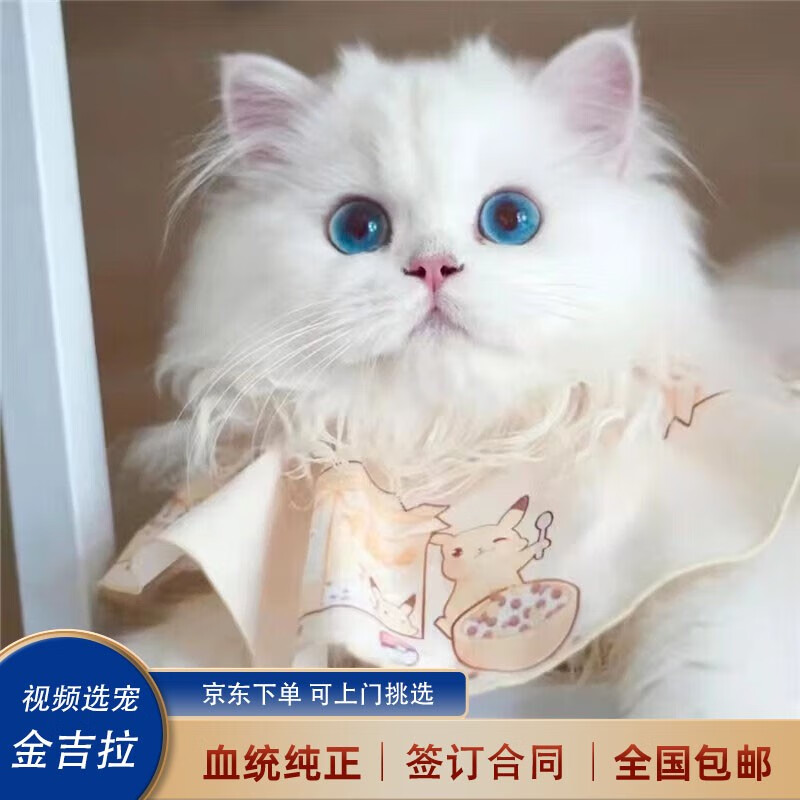 喵然心动 金吉拉活体幼猫长毛宠物猫咪活体性格超好粘人银白金色