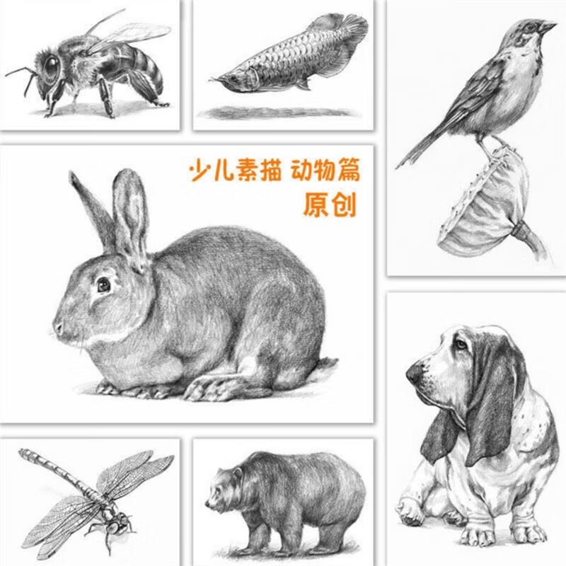 卡素描基础启蒙少儿美术培训教学高清40张 启蒙篇 少儿素描_动物篇