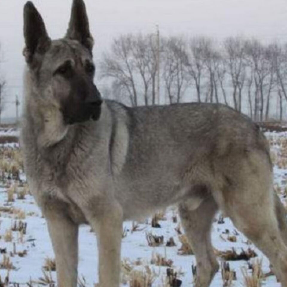 朵蔓大型混血狼青幼犬狗狗活物家养看家护卫犬狼青中华狼青活物工作犬