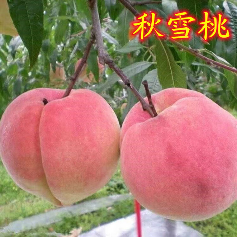 博雅锟秋雪桃树苗桃树嫁接苗秋彤桃苗阳山水蜜桃树苗南北方种植当年