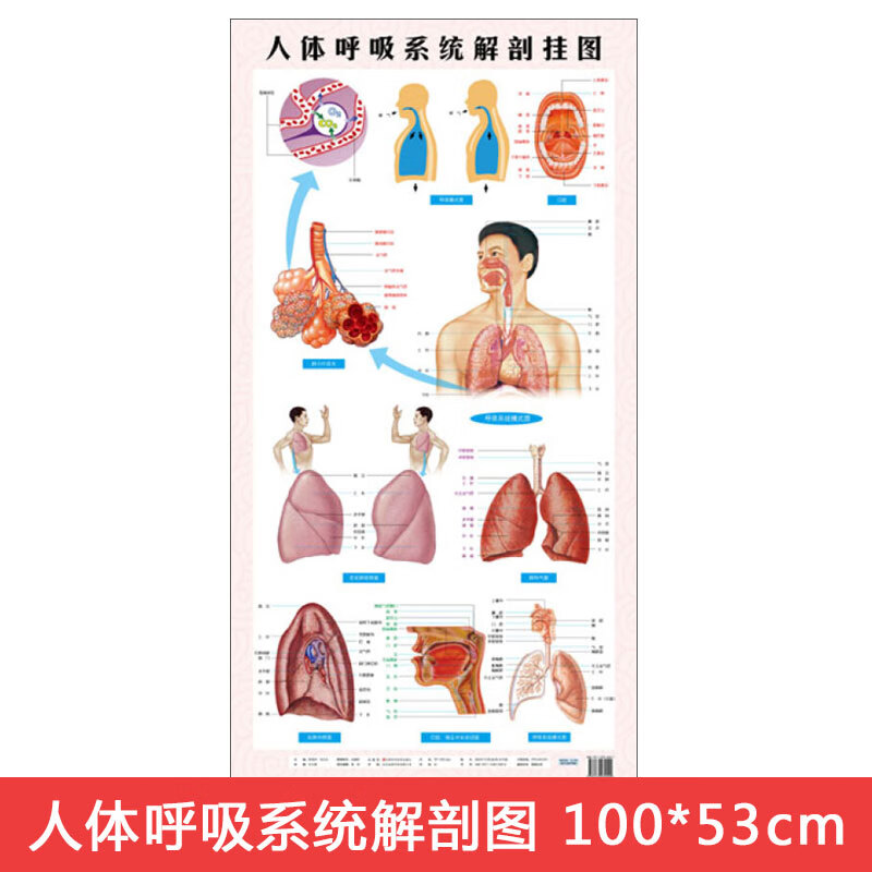人体呼吸系统解剖挂图西医
