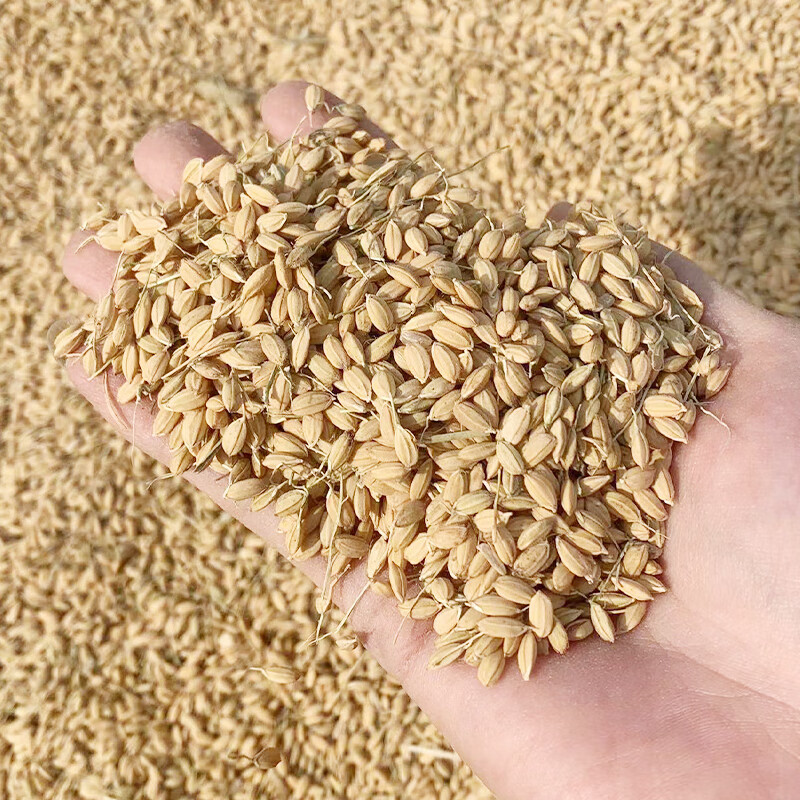 慈爵新稻谷东北水稻做鲜米宠物家禽喂鸽子鸡鸭子饲料22年新稻 普通