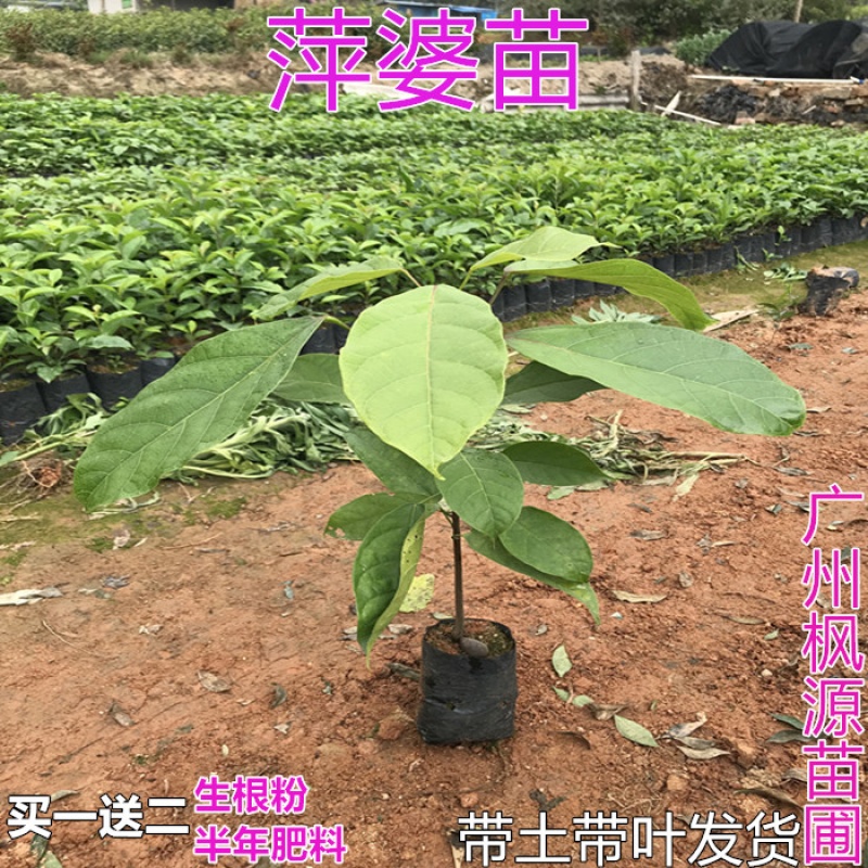 真苹树婆苗萍婆苗禄旺苗九层皮苗富贵子树苗带土杯带叶发货 50-60cm